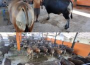 Jelang Idul Adha 2026, UD Amelia Banyuwangi Kebanjiran Permintaan Sapi Kurban Berkualitas Super