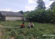 Bhabinkamtibmas Polsek Tungkal Ilir Gerakkan Masyarakat Dukung Program Swasembada Pangan Nasional