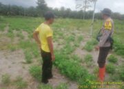 Bhabinkamtibmas Polsek Tungkal Ilir Bergerak Aktif Dukung Swasembada Pangan Nasional di Desa Sidomulyo