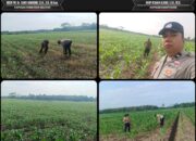 Polsek Muara Padang Lakukan Pengecekan Tanaman Jagung Kuartal II, Dukung Swasembada Pangan di Banyuasin
