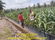 Bhabinkamtibmas Polsek Muara Padang Cek Tanaman Jagung Kuartal II di Desa Ganesha Mukti