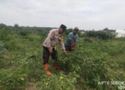 Bhabinkamtibmas Polsek Tungkal Ilir Dorong Warga Desa Bumi Serdang Dukung Program Pekarangan Pangan Bergizi
