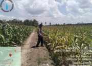 Polsek Muara Padang Cek Perkembangan Jagung Kuartal II, Pastikan Program Ketahanan Pangan Terus Berjalan