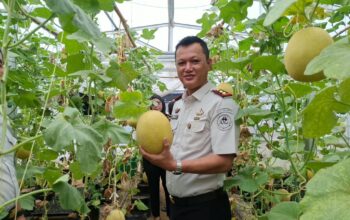 *Produktif Lewat Pertanian, Warga Binaan Lapas Banyuasin Kembali Panen Satu Ton Melon*
