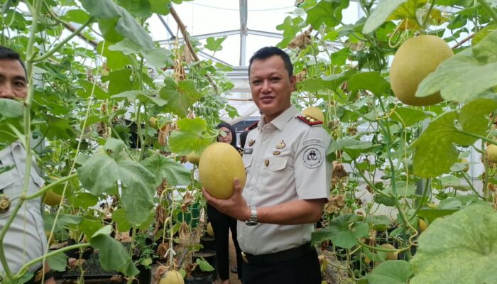 *Produktif Lewat Pertanian, Warga Binaan Lapas Banyuasin Kembali Panen Satu Ton Melon*